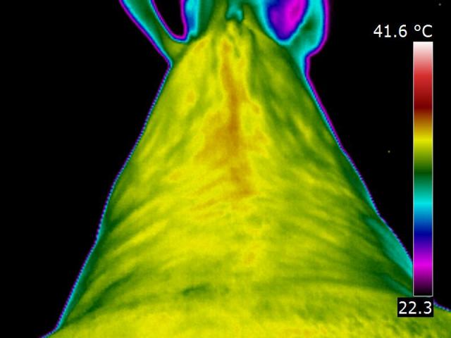 IR_1273.jpg