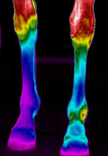 distal_hindlimbs.png