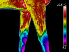 proximal_forelimbs.png